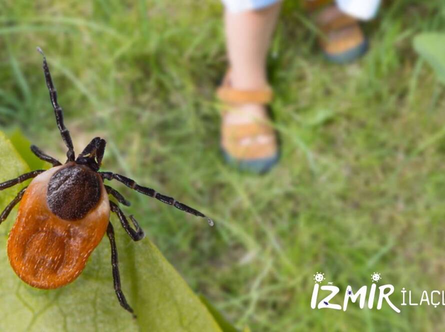 İzmir Böcek İlaçlama