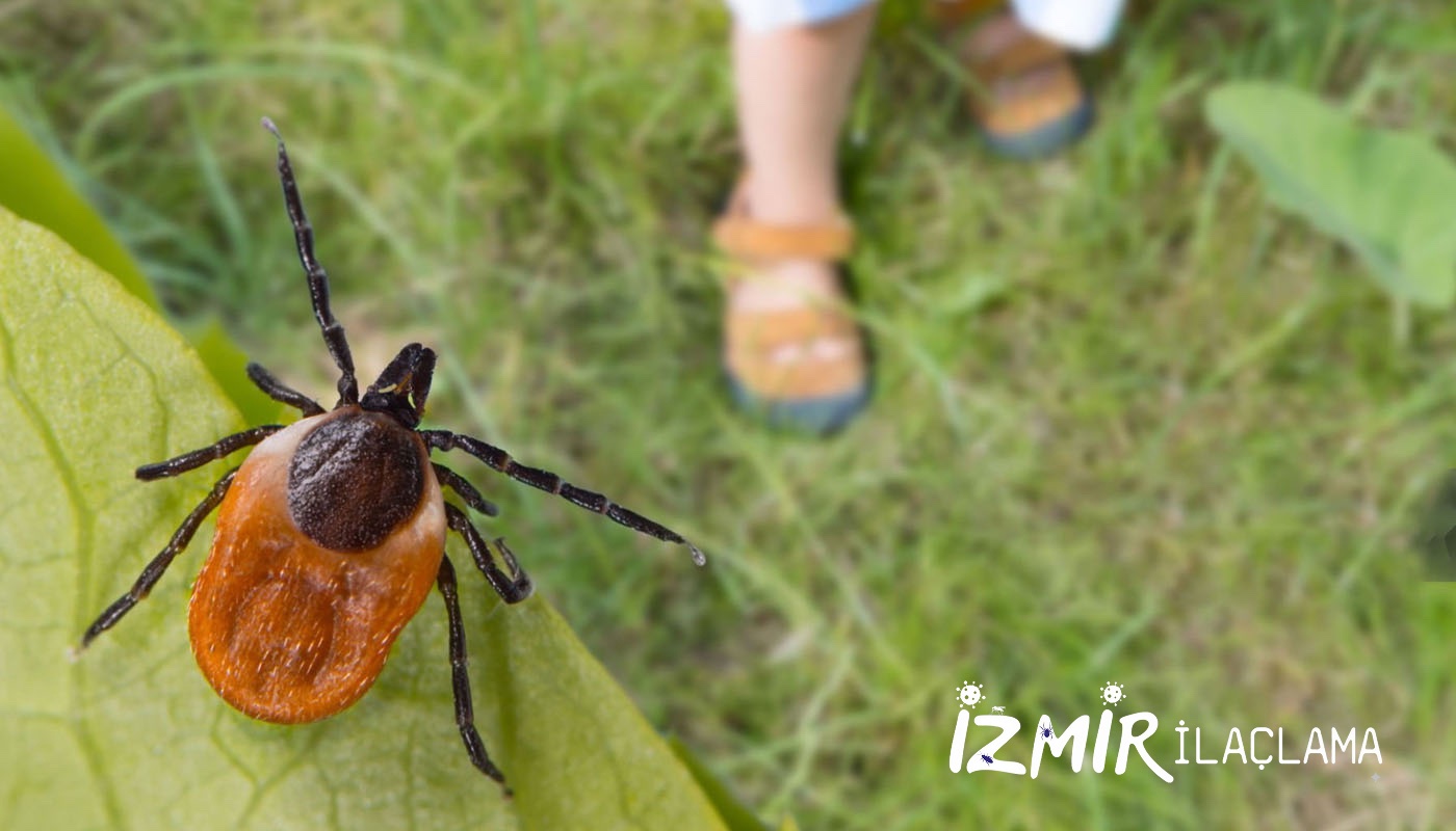 İzmir Böcek İlaçlama
