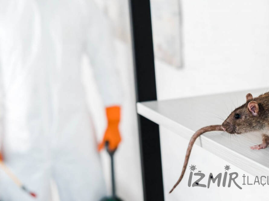 İzmir Fare İlaçlama