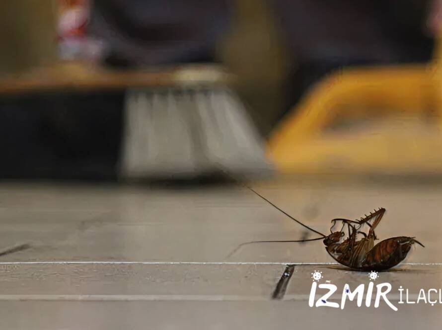 İzmir Hamam Böceği İlaçlama