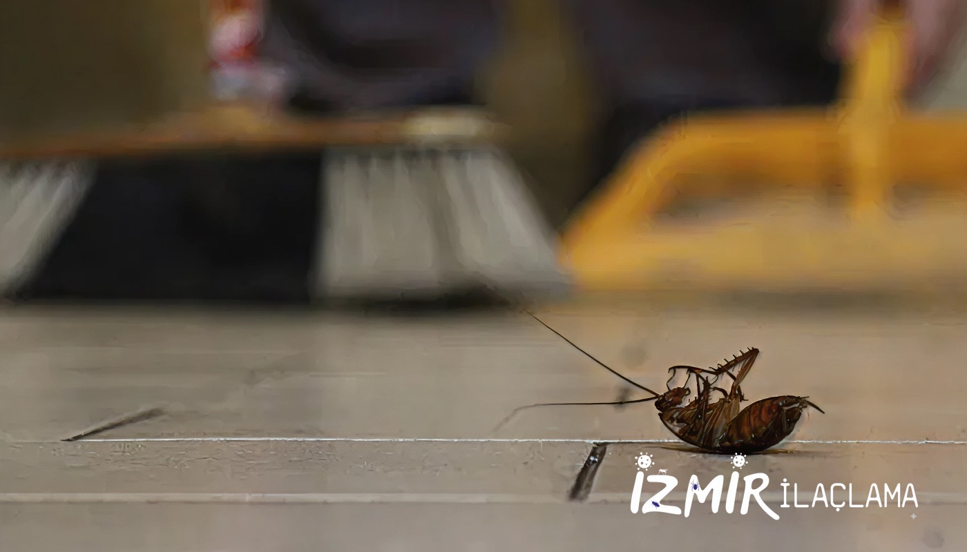 İzmir Hamam Böceği İlaçlama