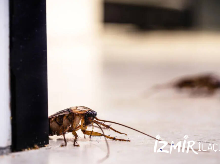 İzmir Haşere İlaçlama