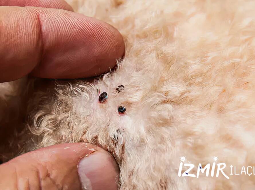 İzmir Pire İlaçlama