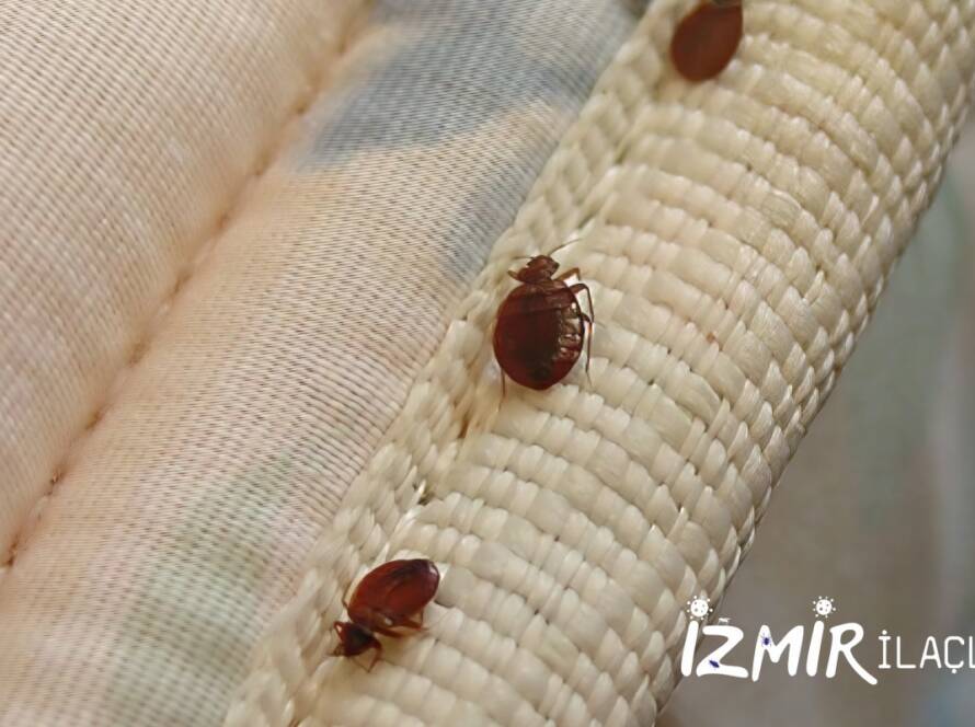 İzmir Tahta Kurusu İlaçlama